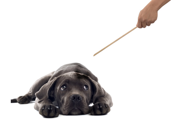 Pet