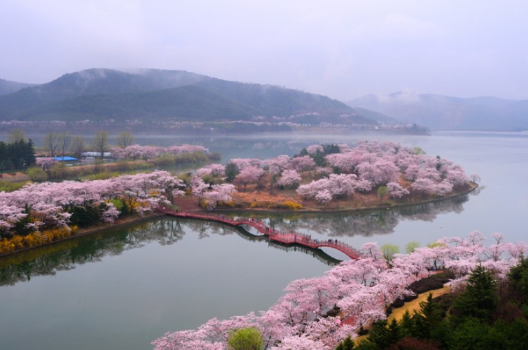 경주보문단지 벚꽃