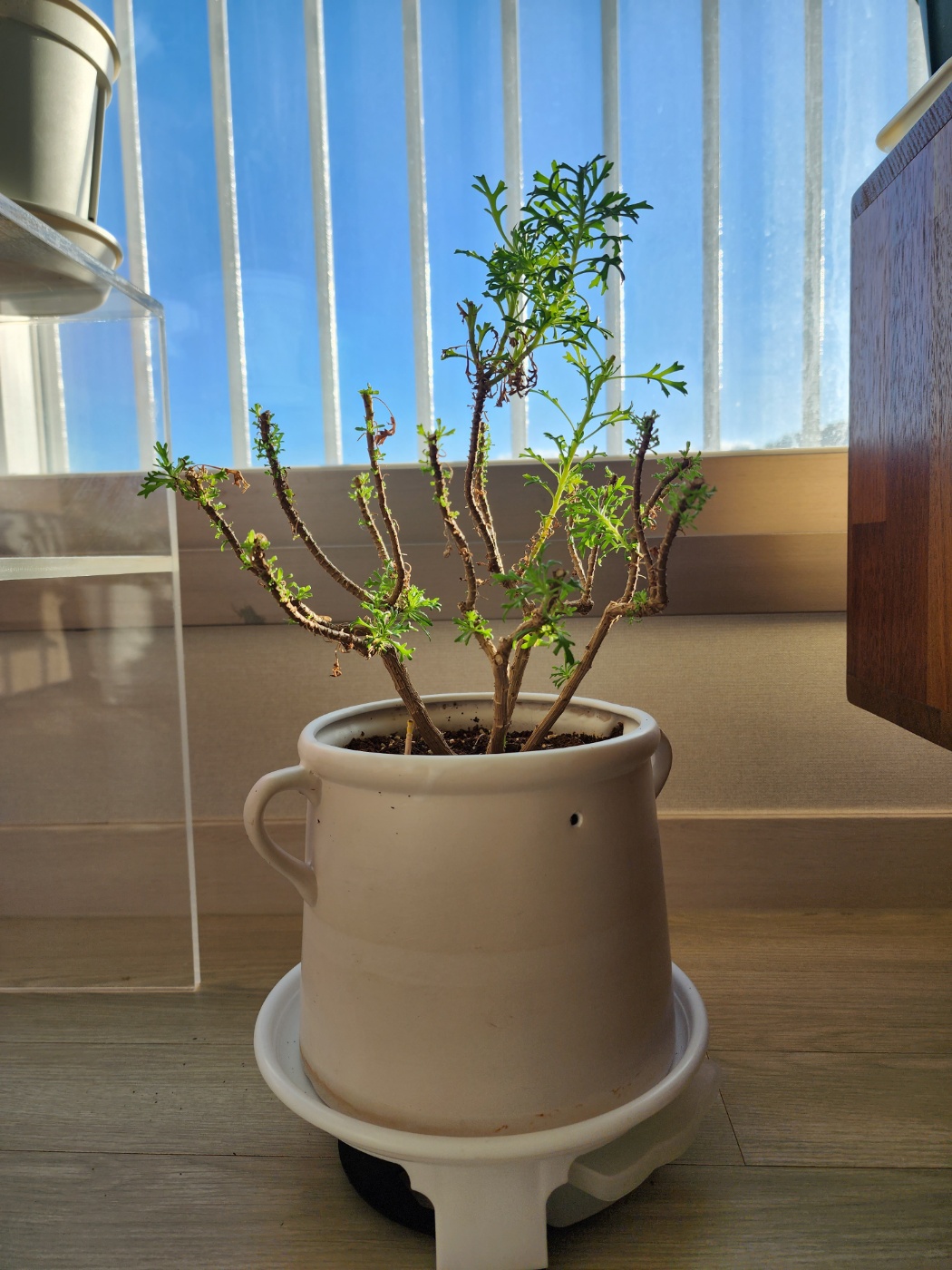 작년 가을부터 겨울까지 과감히 가지치기를 해주었어요