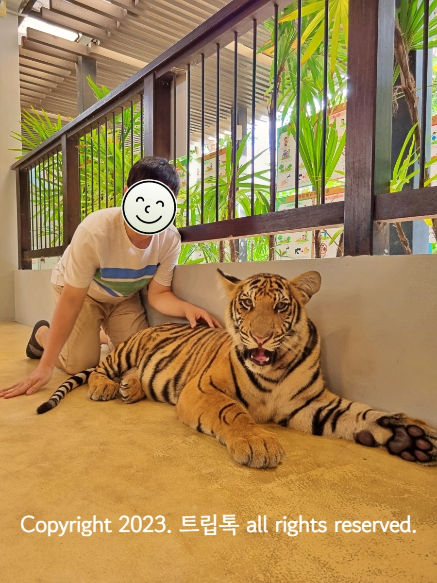 호랑이가 카메라를 보고 입을 벌린채 있고 한 사람이 등을 쓰다듬고있다.