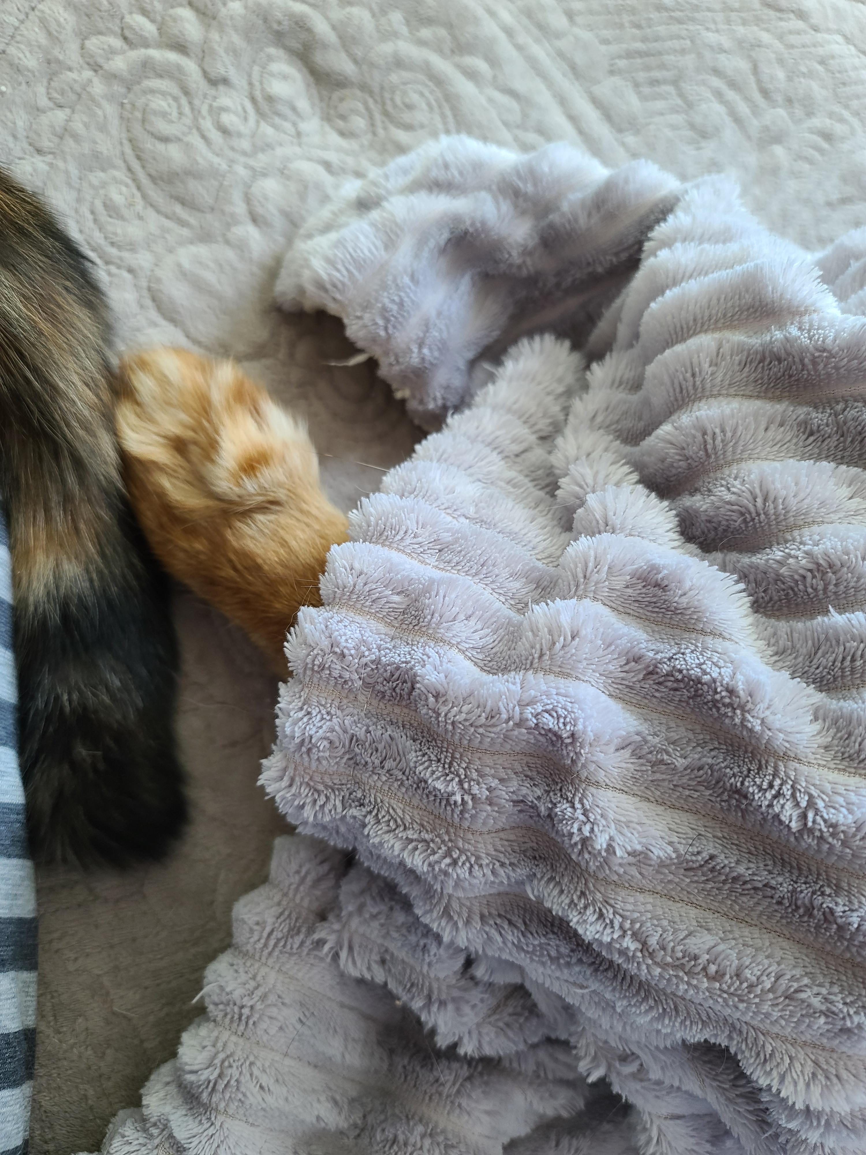 에어컨 바람을 피하고 싶을때 올블랙 건이와 막둥이 삐용이의 선택은...!