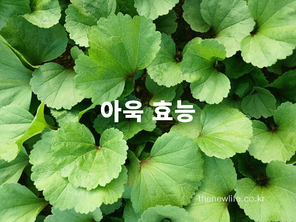 아욱 효능을 주제로 한 블로그 포스팅의 대표 썸네일 실물 사진