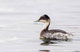 후닌 논병아리에 대해 잘 알려지지 않은 사실 10가지