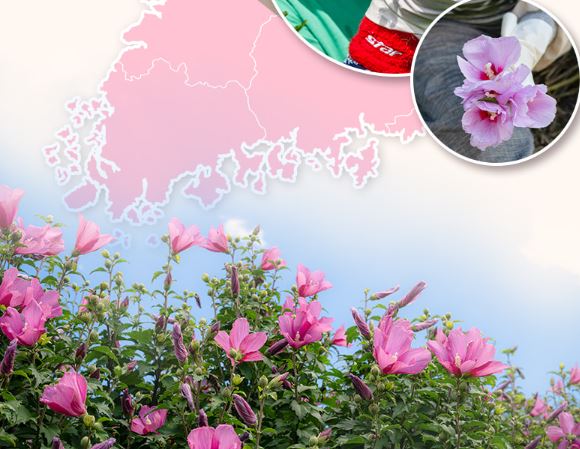 무궁화다이어트-무궁핏