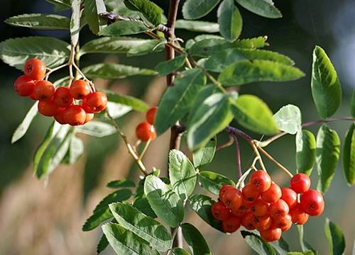 기관지에 좋은 마가목나무