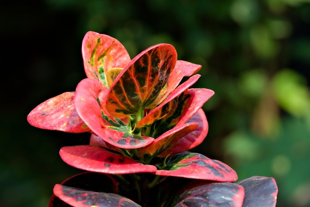 크로톤 관리법, 특징, 장식용 활용법