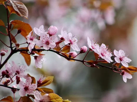 생 매실 섭취 금지