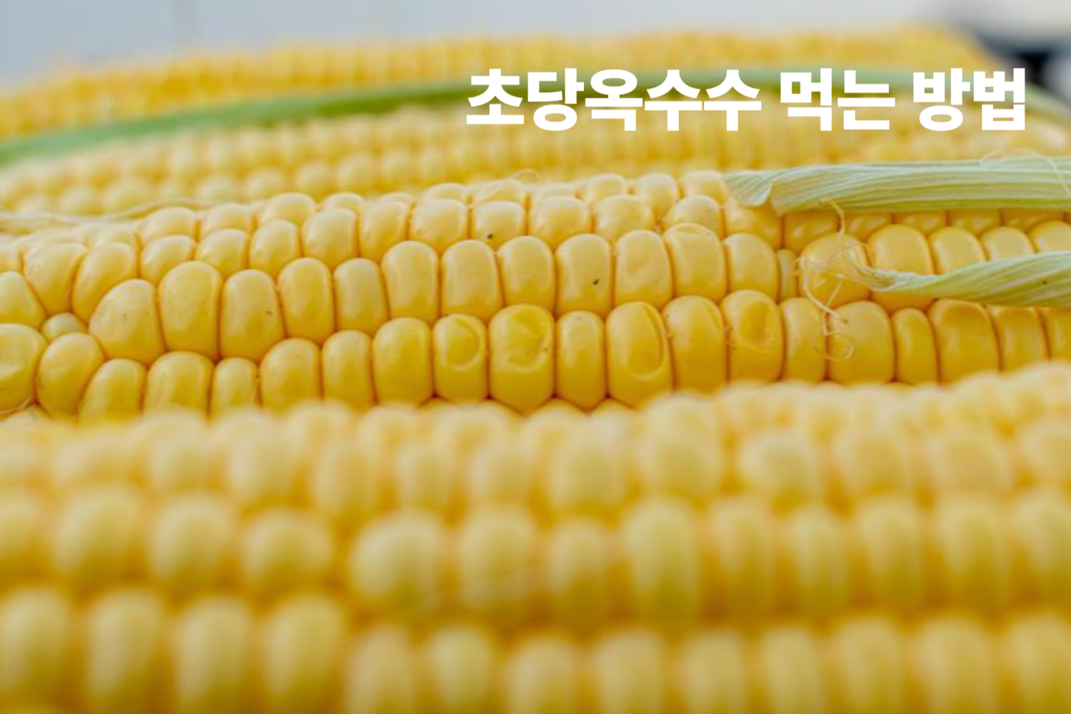 초당옥수수 먹는 방법