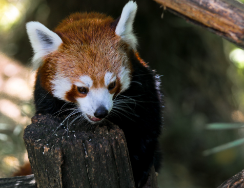 판다 꿈해몽 및 뜻풀이