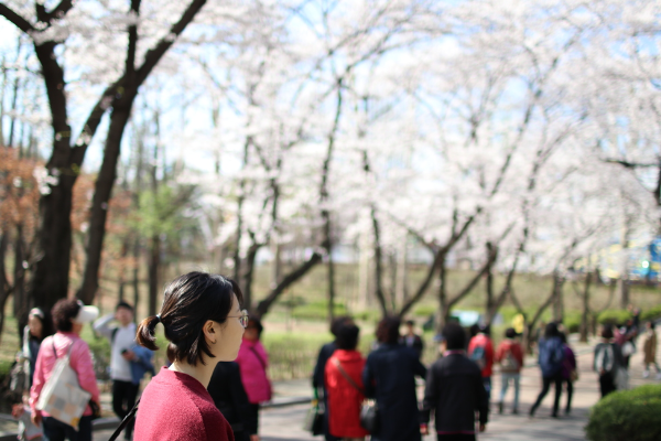 2025년 서울 벚꽃 명소 추천 (여의도 제외) 