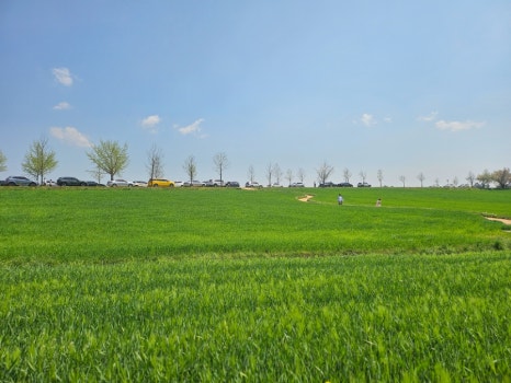 [4월~5월 축제]2025 고창 청보리밭 축제❘ 폭싹 속았수다 유채꽃밭, 연인 유채꽃밭, 도깨비 메밀꽃밭 촬영지, 일정, 기간, 주차(4/5일 방문 후기)