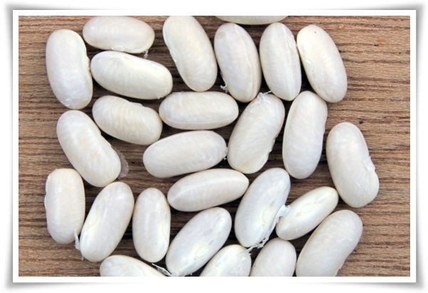 텃밭 &quot;5월, 강낭콩 심으세요!&quot; 콩알 콩알 재미가 톡톡, 쑥쑥 자라는 기쁨!