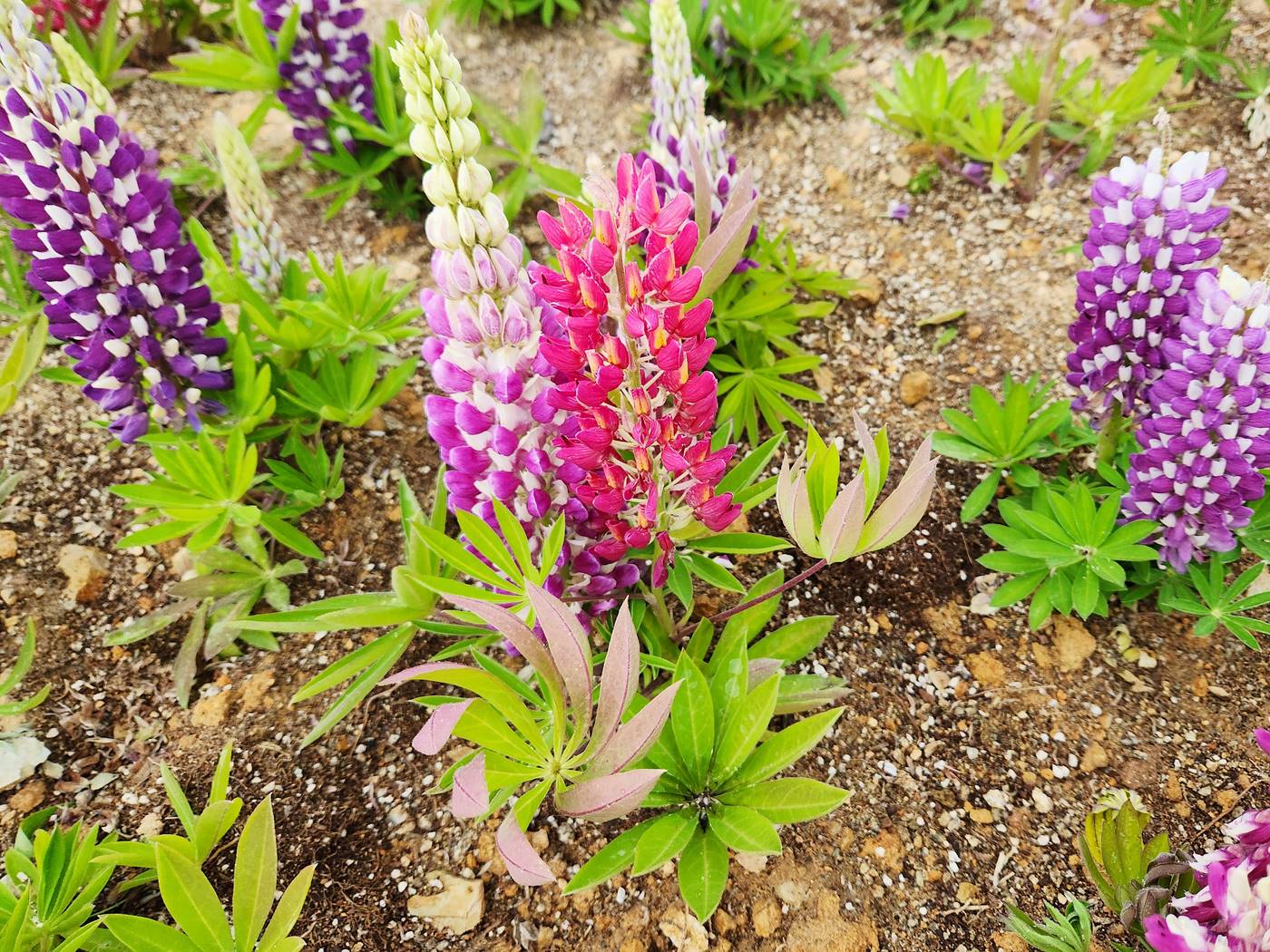 루피너스 Lupinus