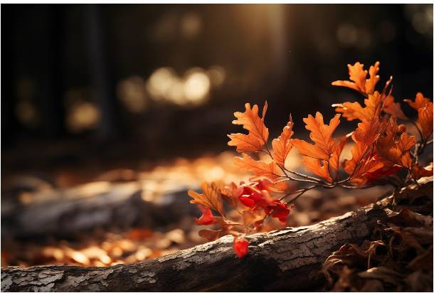 가을 단어 사전: 낙엽과 수확의 계절이 남기는 말들