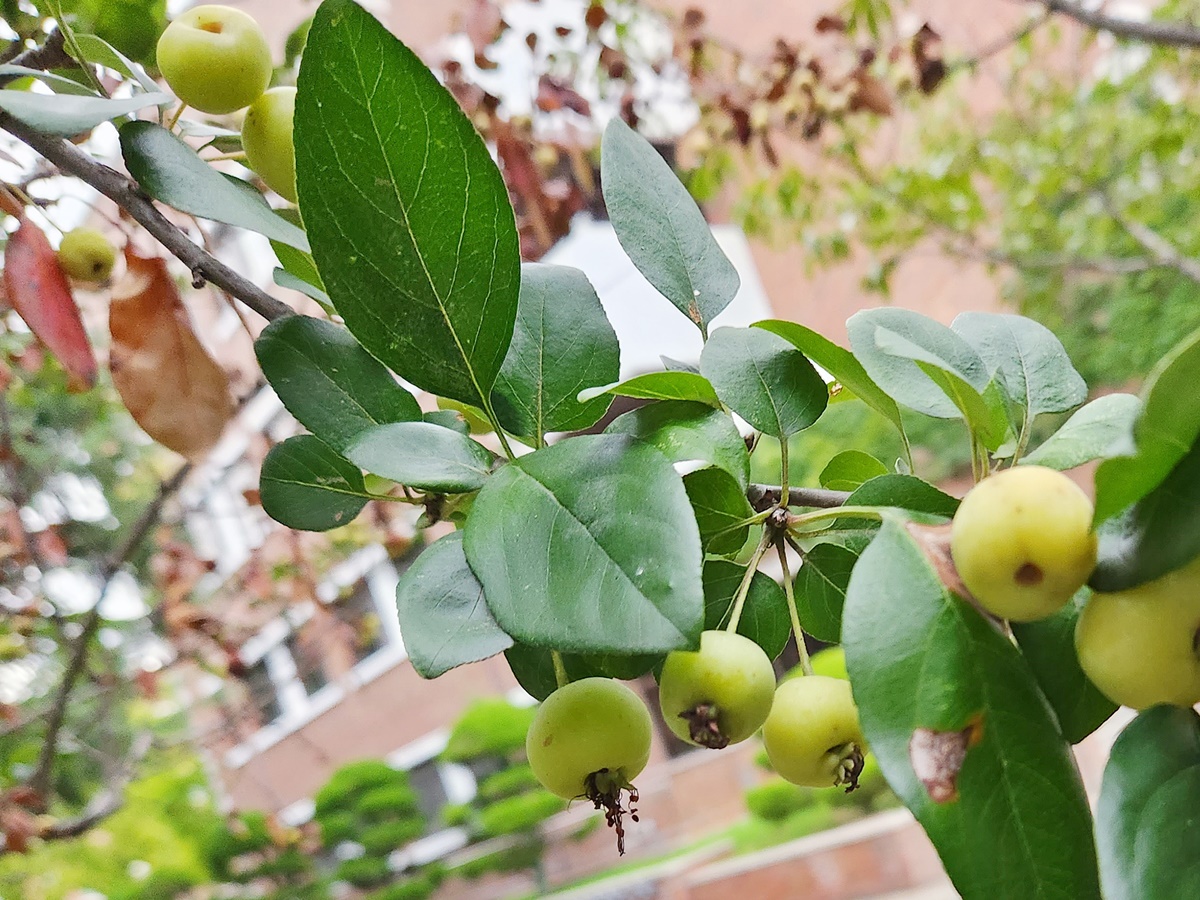 서부해당(꽃아그배나무)