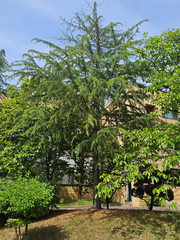 수원 성균관대 개잎갈나무