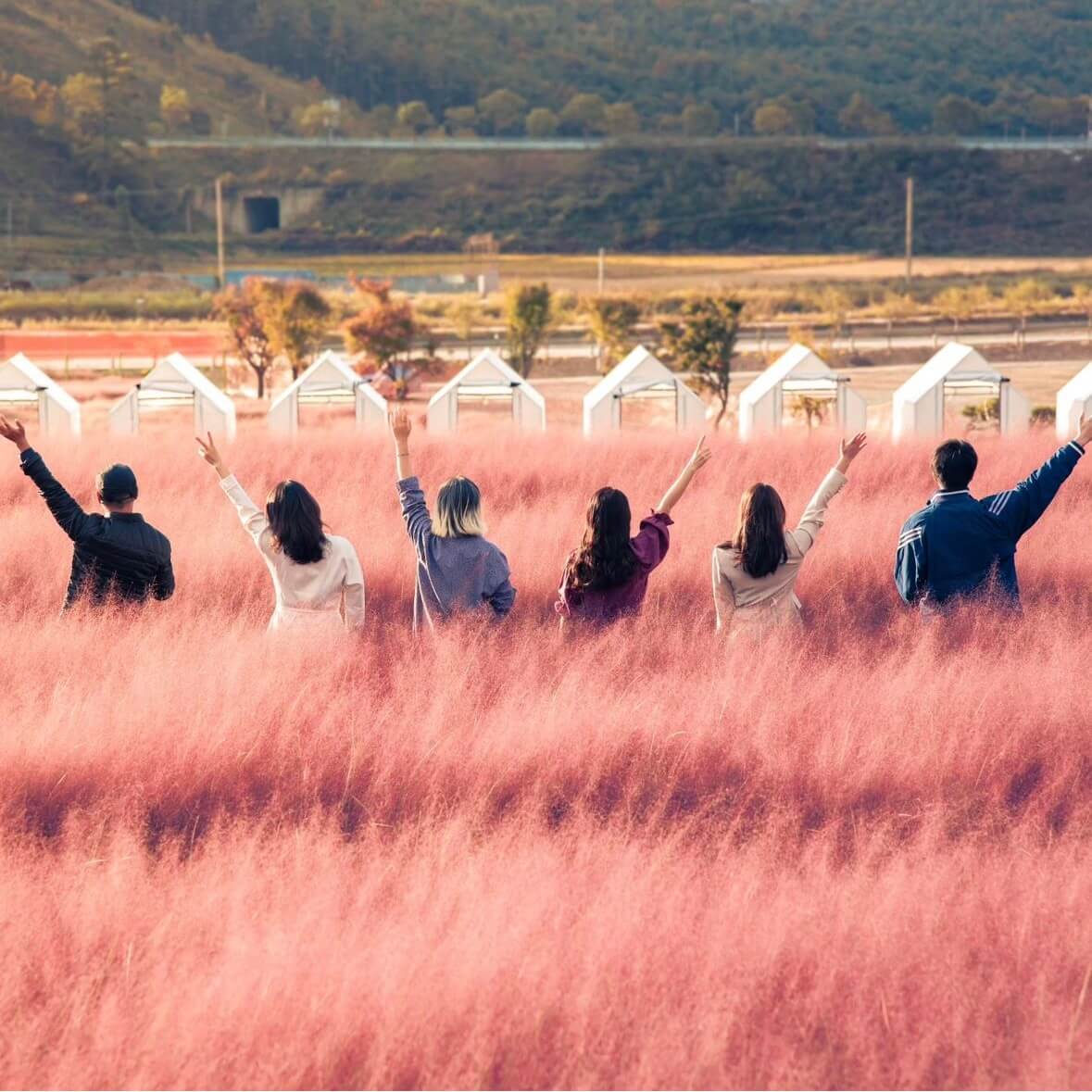 고창 핑크뮬리 축제