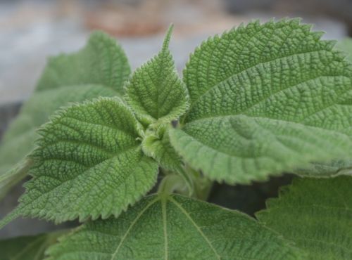 빈혈 어지럼증에 좋은 음식 BEST4 ❘ 치매 예방 하세요