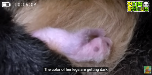 푸바오 생일잔치 판다 번식기