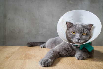 컬러를 입힌 고양이.