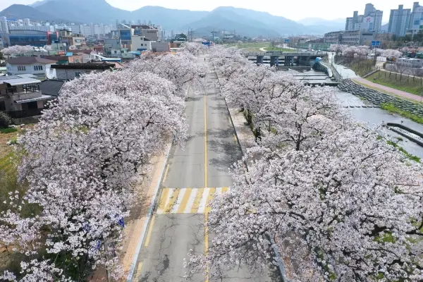 정읍 정읍천 벚꽃길