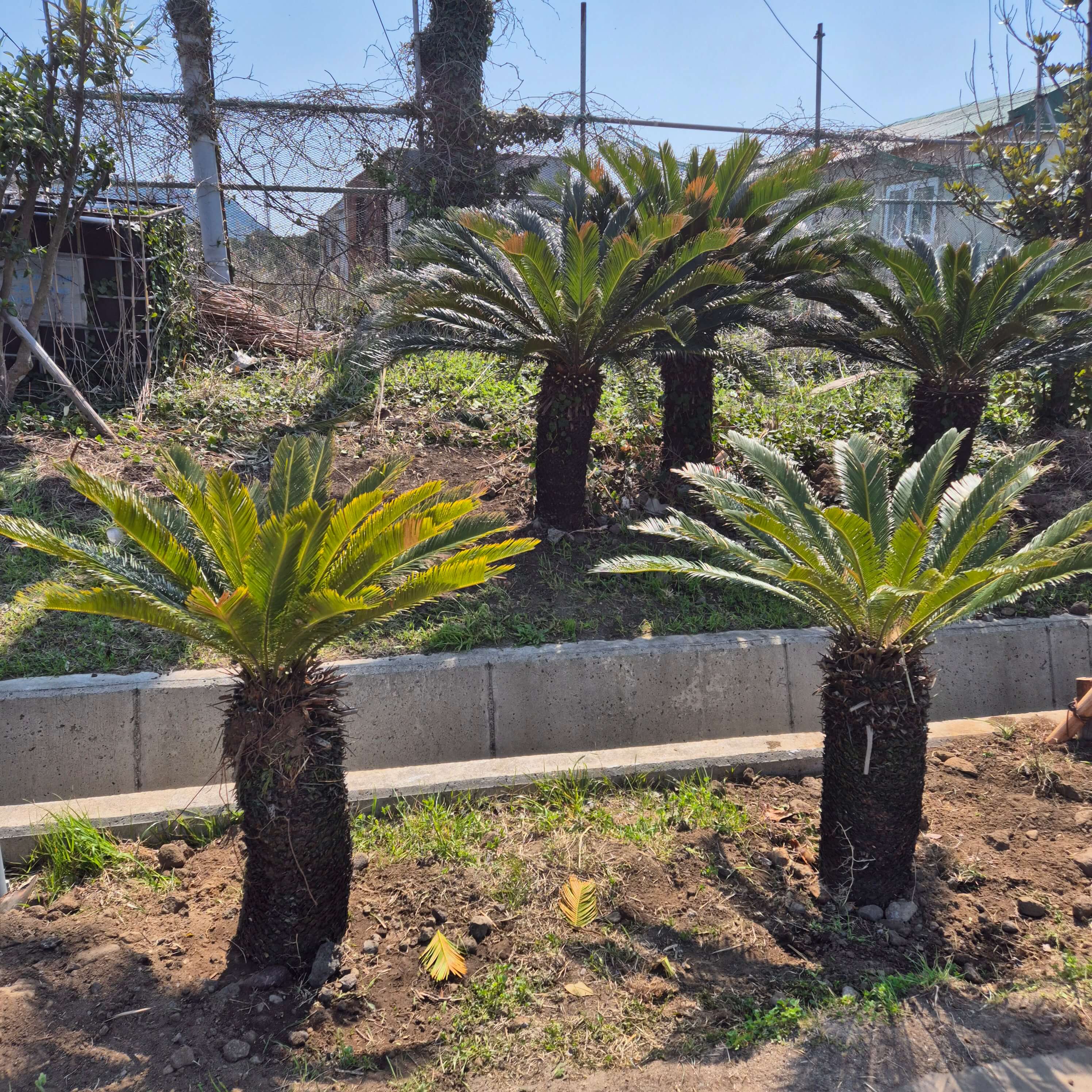 신용점수 회복기간&amp;#44; 신용등급 복구&amp;#44; 신용점수 빠르게 올리는 법&amp;#44; 연체 회복 기간&amp;#44; 파산 후 신용&amp;#44; 신용카드 없이 점수 올리기&amp;#44; KCB NICE 점수 상승법