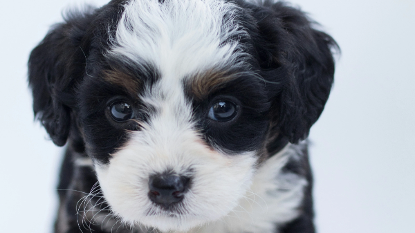 귀여운 아기 강아지