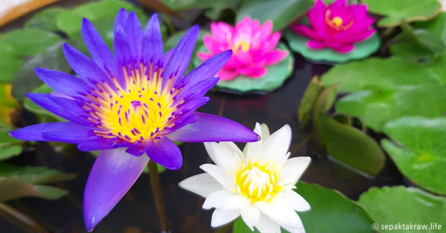 갤럭시A5로찍은태국여행사진이야기