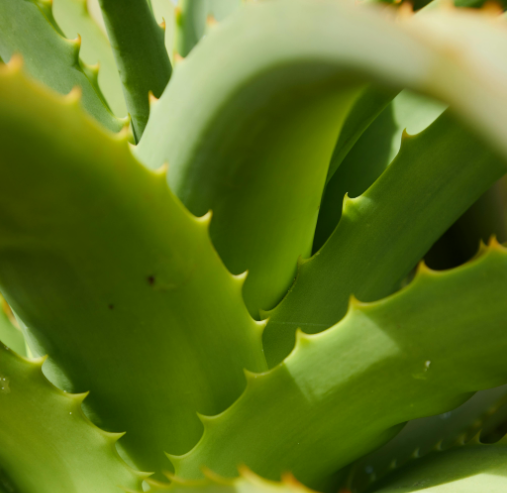 역류성 식도염에 좋은 음식