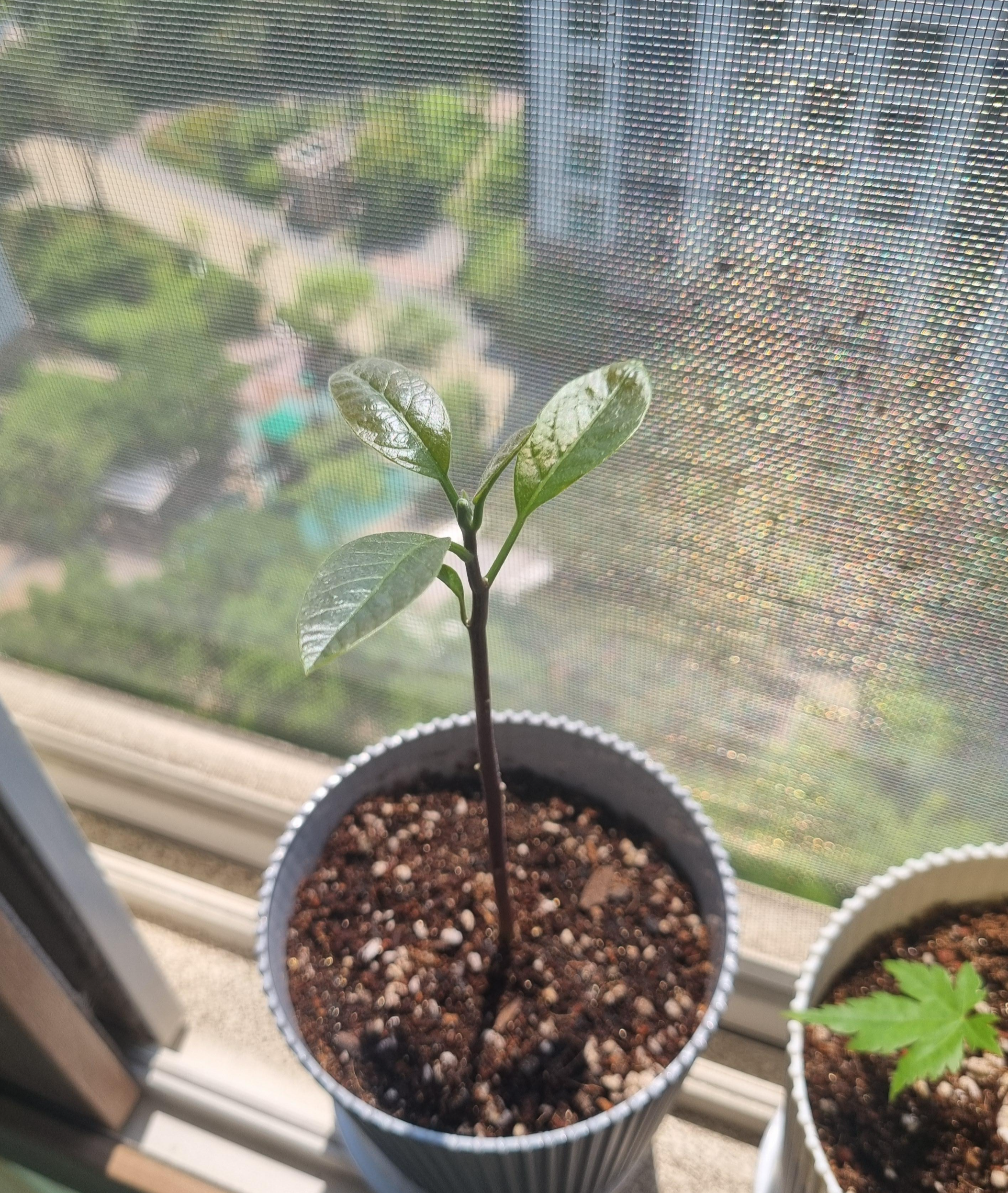 창가에 있는 윤기나는 잎을 가진 아보카도