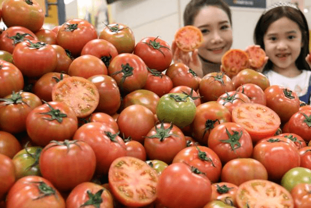 토마토 제철