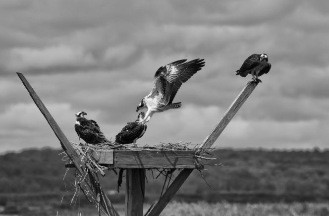 조각난 땅 위의 생존 투쟁: 야생동물의 미세 서식지 파편화와 예측 불허의 적응 전략