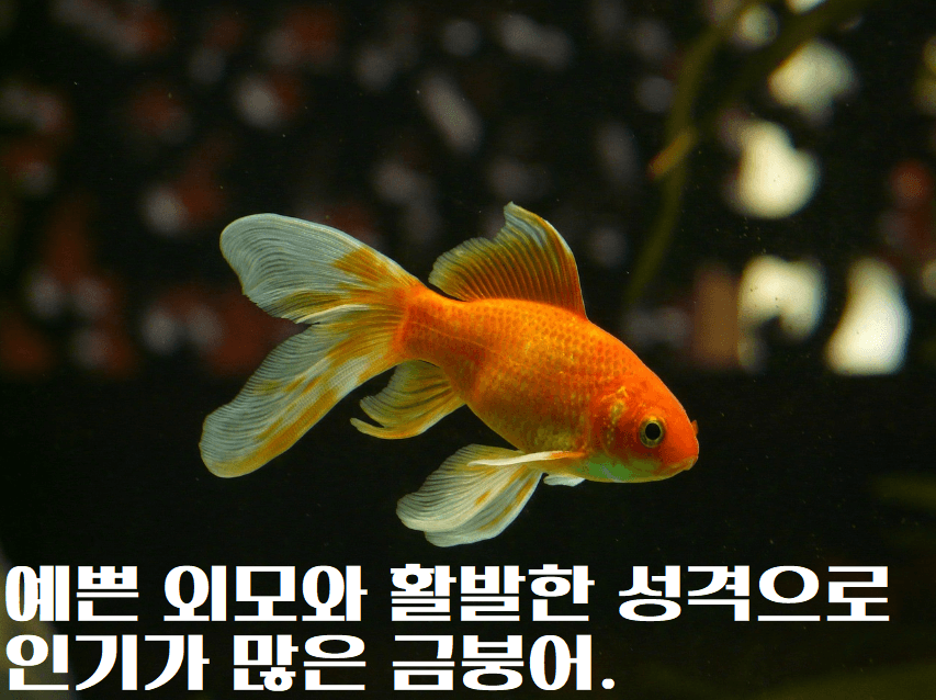 금붕어의 특징 01