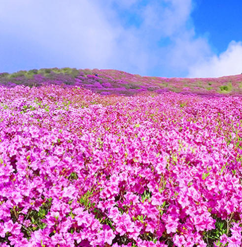 황매산철쭉군락지