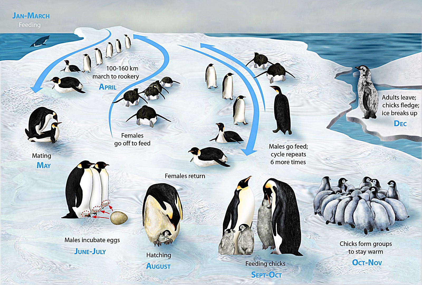 황제펭귄 생활사