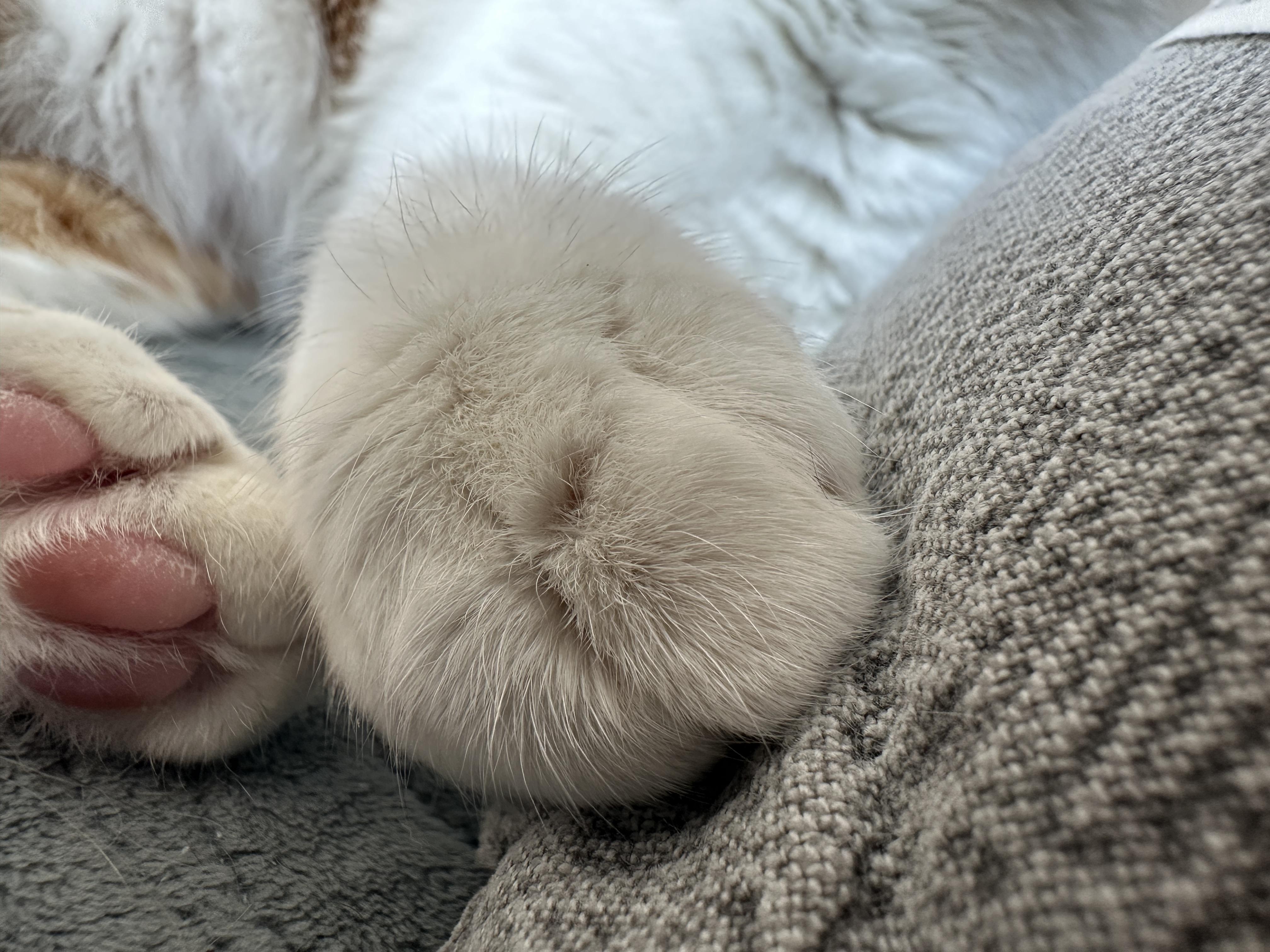 베개 베고 집사랑 마주 보고 자던 막둥이 눈뜨자마자 애교(feat.내 머리맡에 건이)