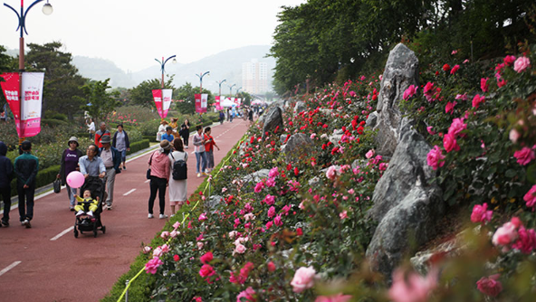 삼척 장미축제 일정 