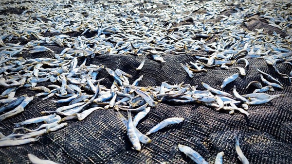 전통 요리, 바다와 함께한 어촌 음식