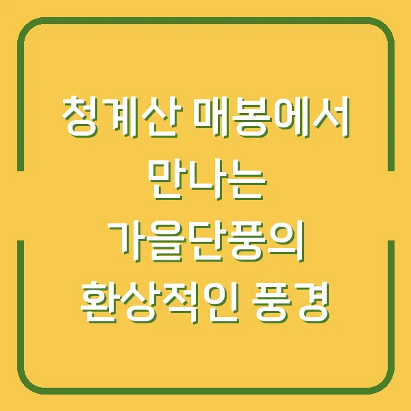 청계산 매봉에서 만나는 가을단풍의 환상적인 풍경