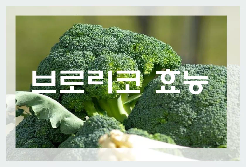 브로콜리