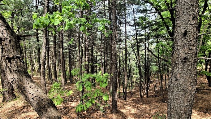 소나무 빼곡한 송림길