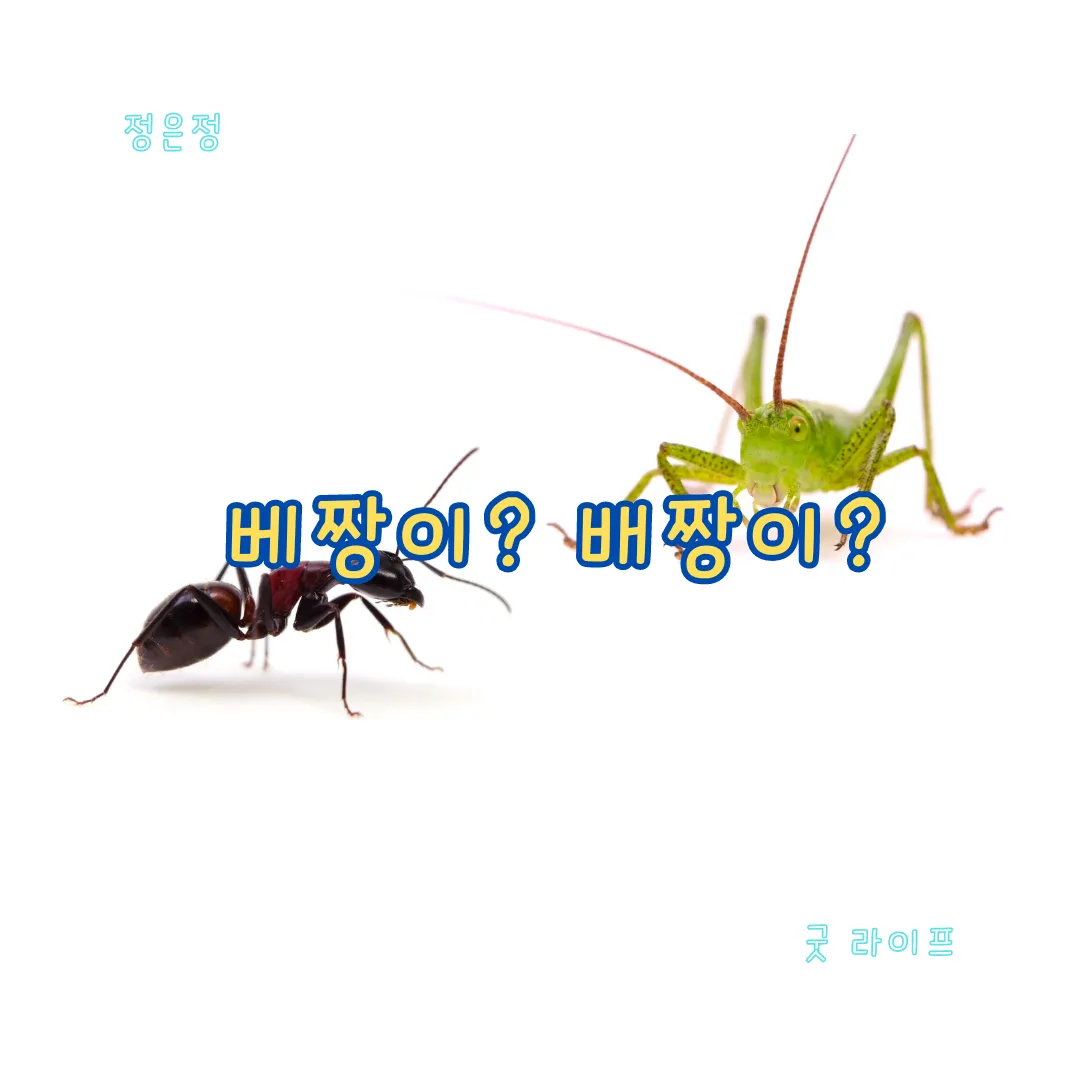 베짱이 vs 배짱이 맞춤법 올바른 표기와 의미 차이 예시로 정리로_3