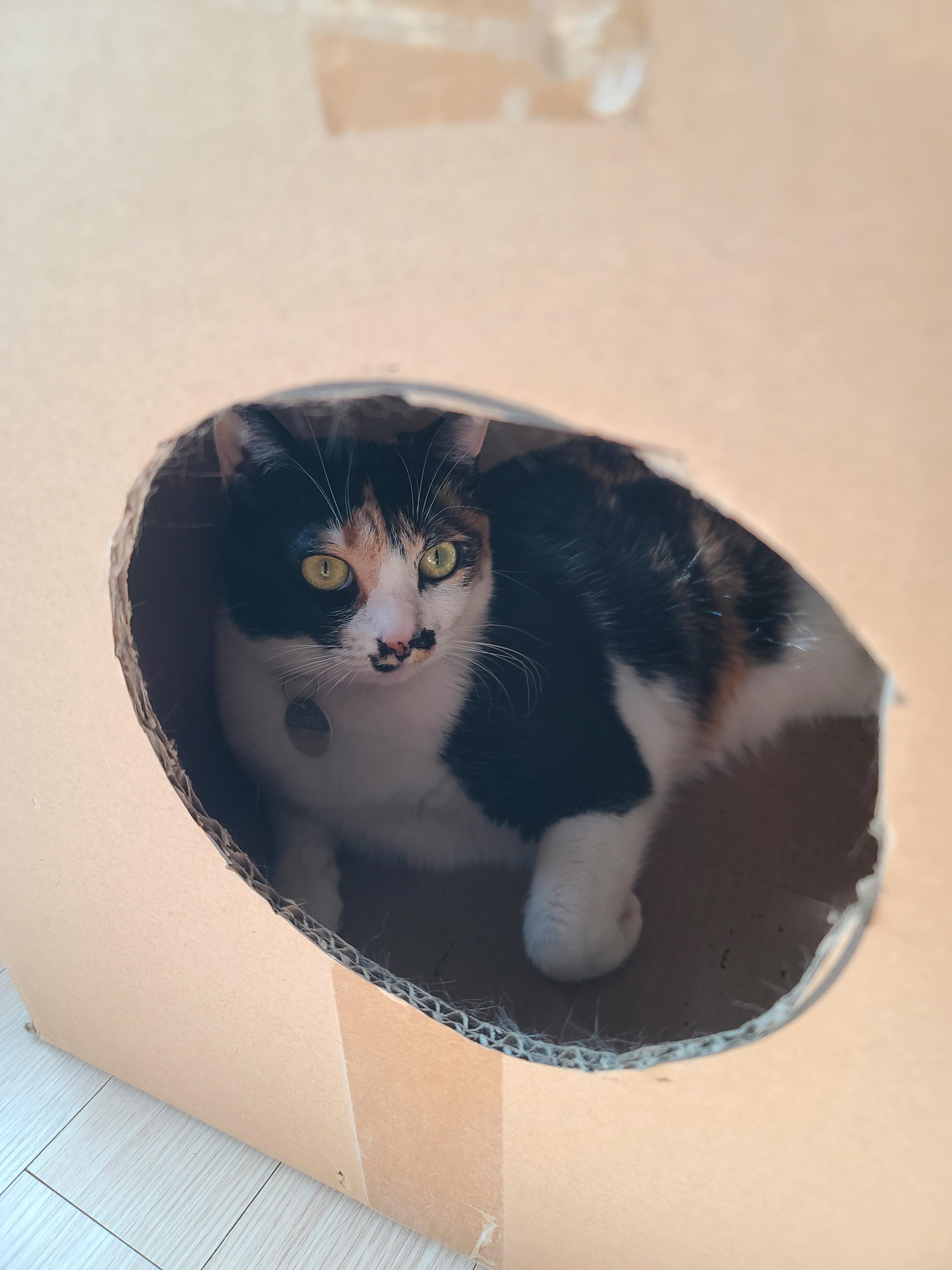 주제를 바꿔버린 건이와 상자놀이터 안의 다다 (feat.오메가3 안먹은 사랑이 ㅋㅋ)