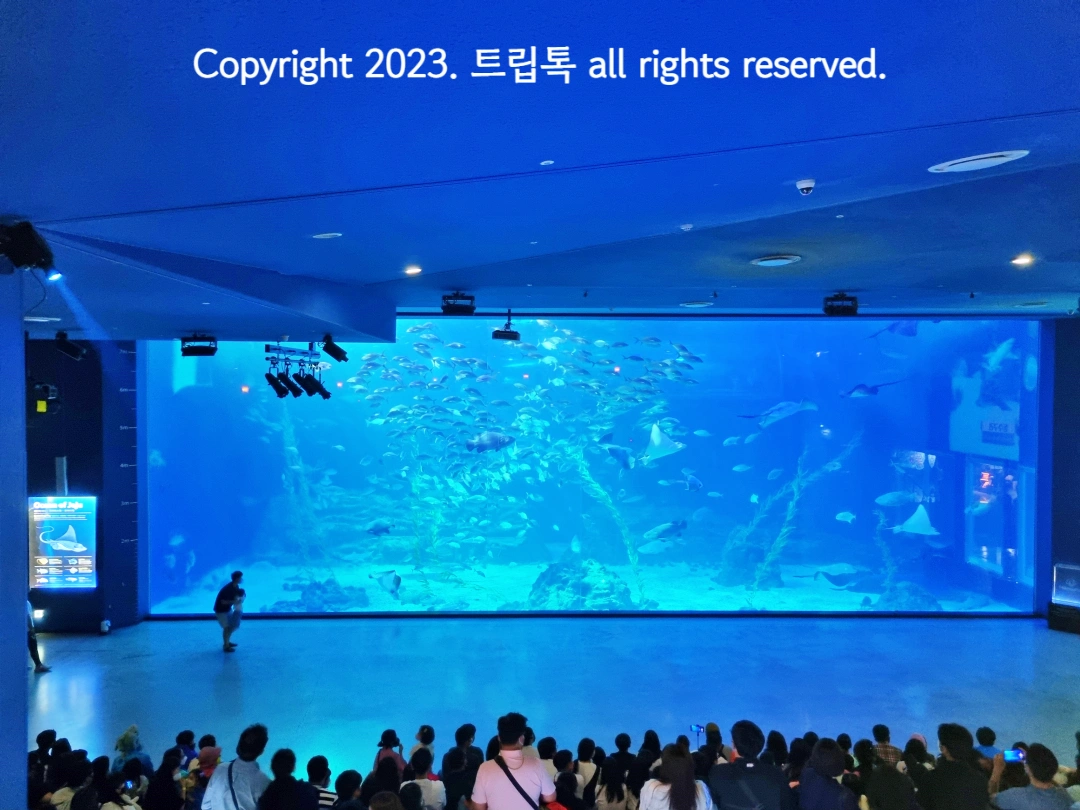 푸른빛의 엄청난 크기의 초대형 수족관에 다양한 물고기가 있고 사람들이 앉아서 보고있다