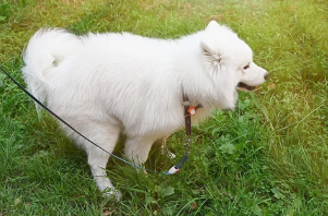 강아지 /출처:어도비스톡