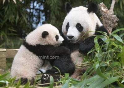 푸바오 중국 실시간 영상, 최근 소식