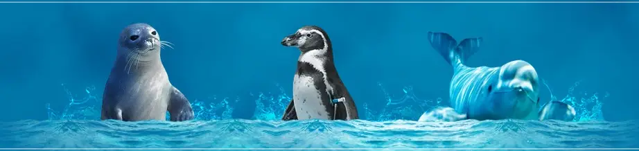 롯데월드-아쿠아리움-입장료-운영-시간-할인