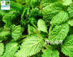 못난이 배추 곰보배추