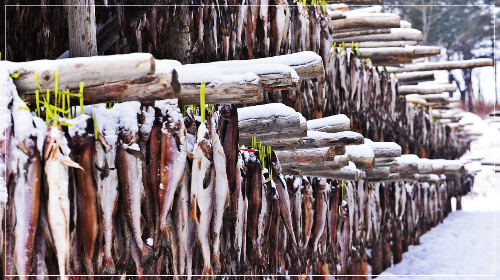 기후변화에 국내 연안서 명태·도루묵 자취 감출까