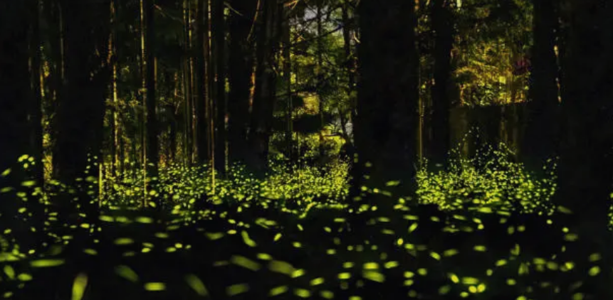 반딧불 사진